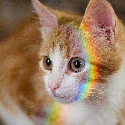 Rainbow kitty