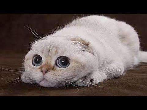 Scared kitty with big round eyes