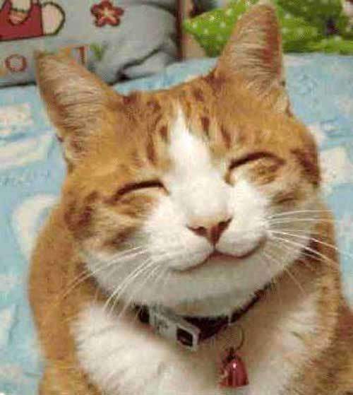 Smiling kitty